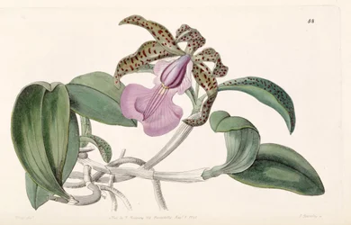 Cattleya aclandiae